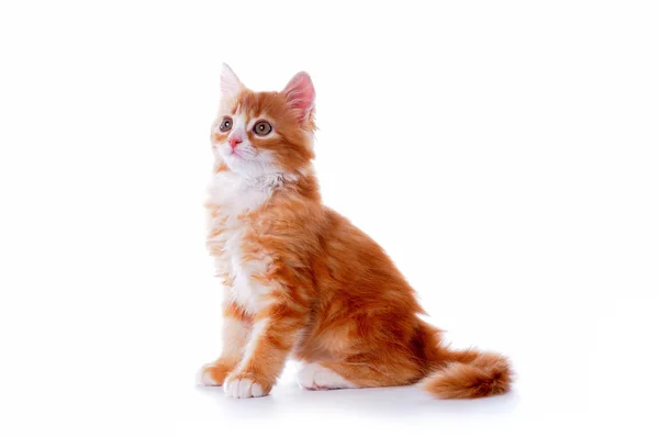 Kitten sits isolated on white background — Stock Photo, Image