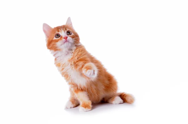 Sevimli kedicik oyunu — Stok fotoğraf