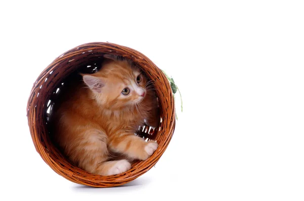 Kotě v košíku izolované na bílém — Stock fotografie
