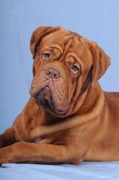 Bordoss retrato de perro — Foto de Stock