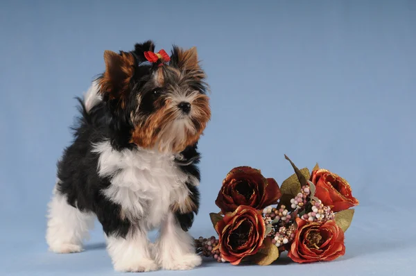 Pequeño lindo cachorro con ramo de rosas — Foto de Stock