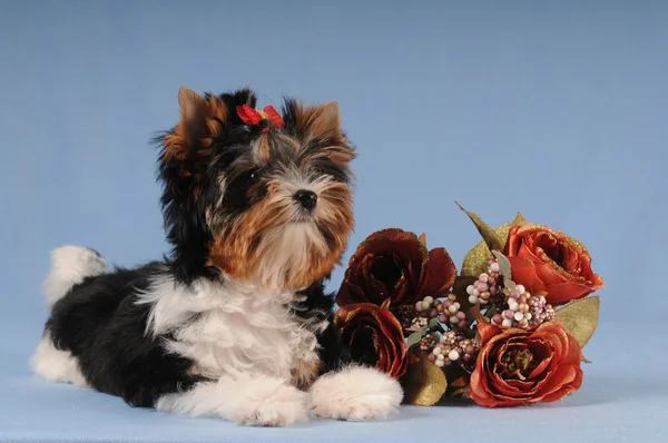 Fluffy puppy liyng with bunch of roses — Stock Photo, Image