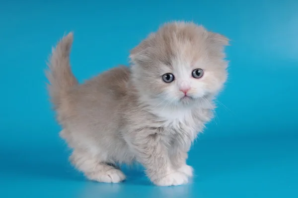 Kleine kitten op blauwe achtergrond — Stockfoto