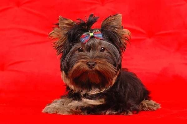 Puppy of yorkshire terrier with stripped bow — Stock Photo, Image
