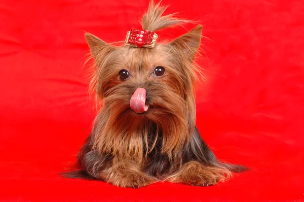 Yorkshire terrier licks itself liyng on red background — Stock Photo, Image