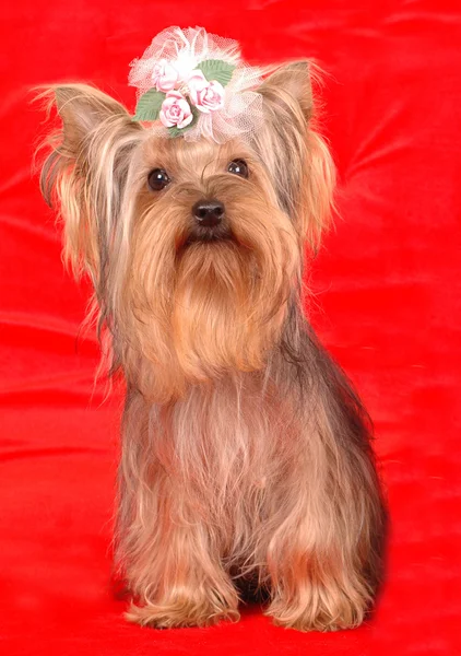 Yorkshire terrier sits on red background — Stock Photo, Image