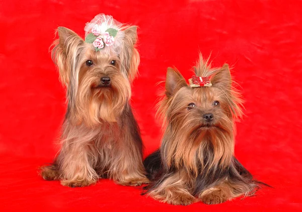 Dos terriers de Yorkshire sobre fondo textil rojo — Foto de Stock