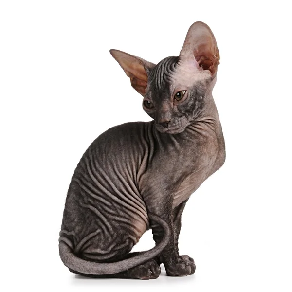 Sphynx gattino colore nero isolato su bianco — Foto Stock