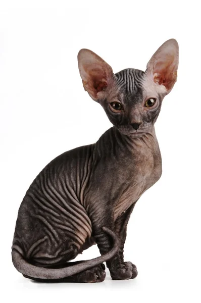 Sphynx kitten black color sits isolated on white — Stock Photo, Image