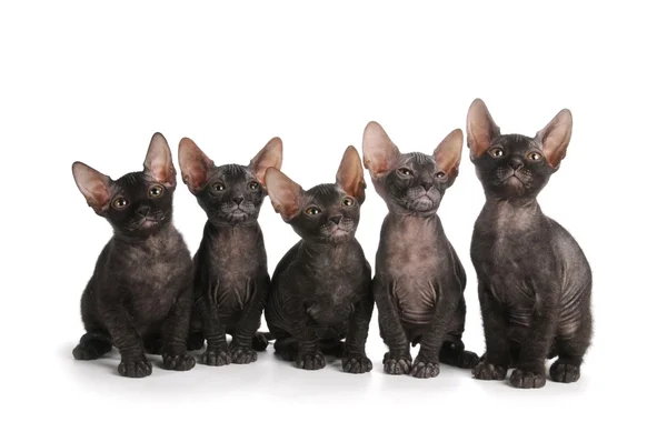 Cinco gatinhos esfinge pretos sentam-se isolados em branco — Fotografia de Stock