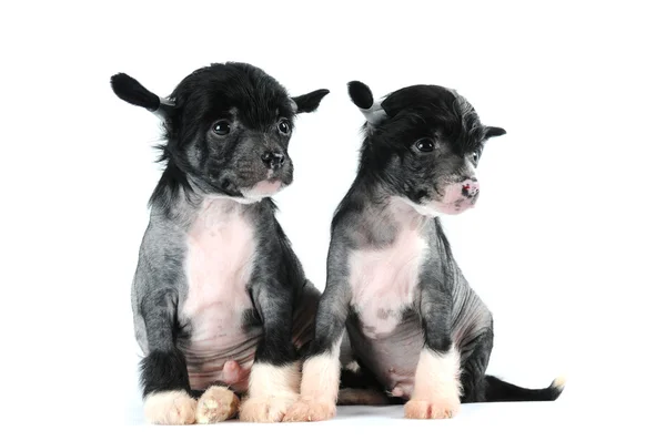 Два забавных щенка изолированы на белом — стоковое фото