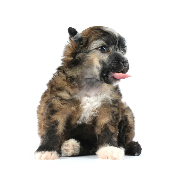 Chinese crested powderpuff puppy zit geïsoleerd op wit — Stockfoto