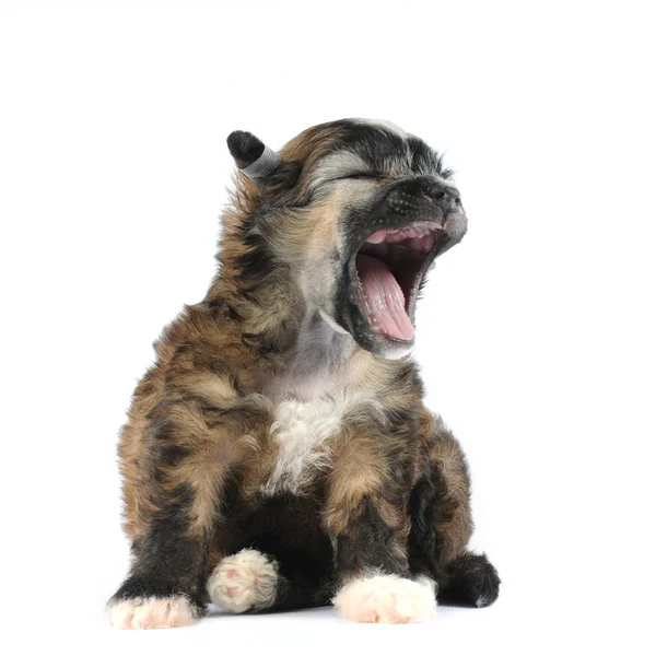 Маленький пушистый щенок сидит и зевает изолированный на белом — стоковое фото