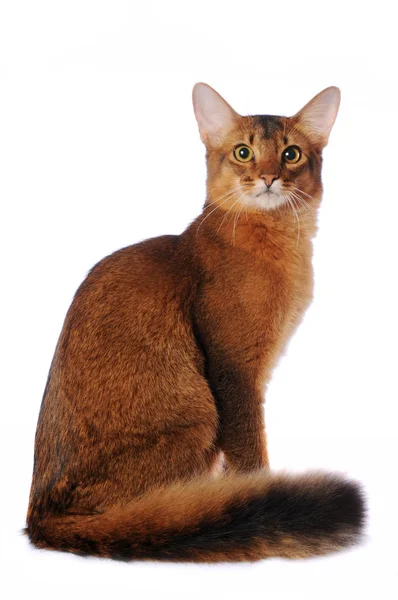 Somalí gato se sienta aislado en blanco —  Fotos de Stock