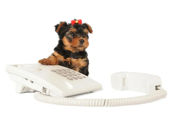 Yorkshire štěně sedící na telefonu — Stock fotografie