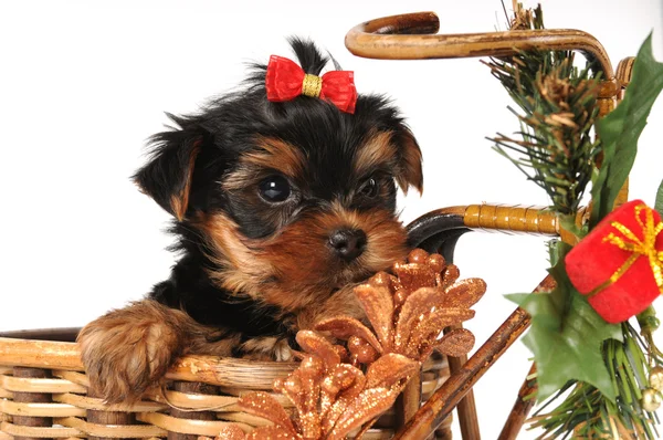 Маленький щенок у рождественской коробки — стоковое фото