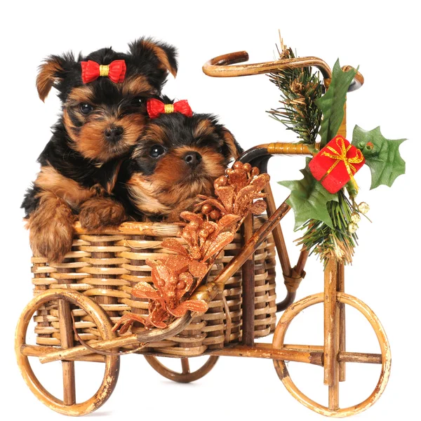 Two lovely puppies in Christmas bicycle — Stock Photo, Image