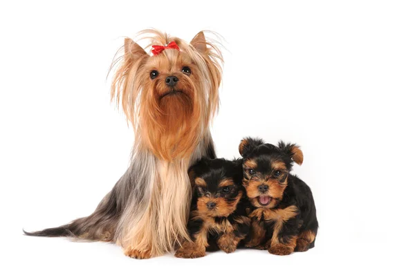 Yorkshire terrier family — Stock Photo, Image