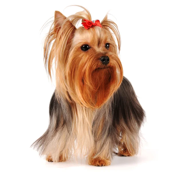 Yorkshire terrier stands isolated on white background — Stock Photo, Image