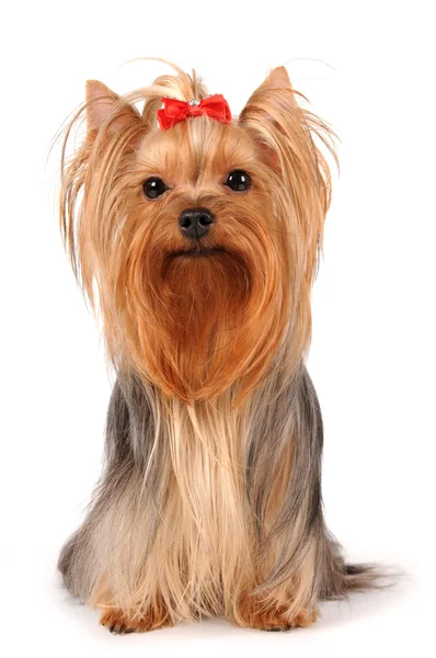 Yorkshire terrier sits on white background — Stock Photo, Image