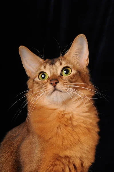 Somalische Katze Porträt isoliert auf schwarz — Stockfoto