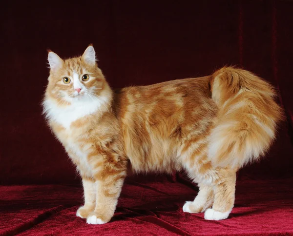 Kırmızı bir arka plan üzerinde kırmızı karışık cins kedi duran — Stok fotoğraf