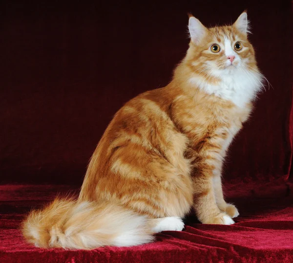 Red mestiço gato senta-se — Fotografia de Stock