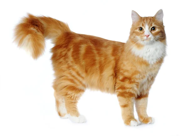 白で隔離される赤の混合品種猫 — ストック写真