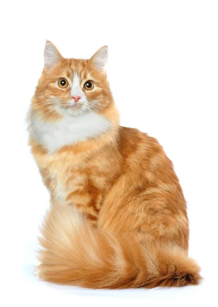 혼합된 유형 고양이 앉고에 고립 된 화이트 — 스톡 사진