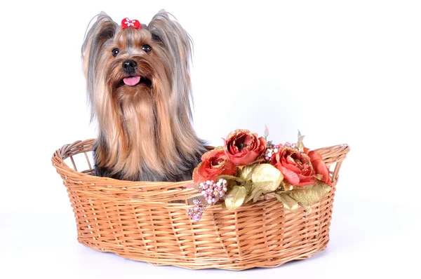 Lindo perro en una cesta aislada en blanco — Foto de Stock