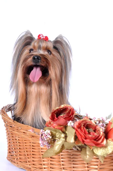 Yorkshire terrier sits in a basket — Stock Photo, Image