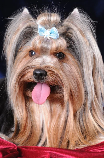 Close-up van portret van yorkshire terrier — Stockfoto