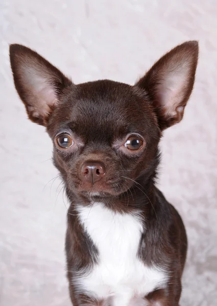 Chihuahua portrait — Stock Photo, Image