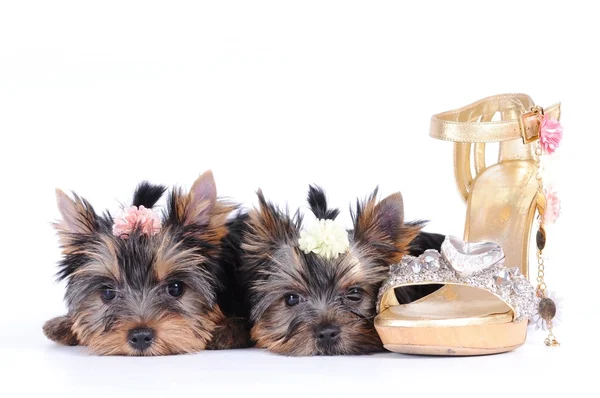 Two yorkshire terrier puppies — Stock Photo, Image