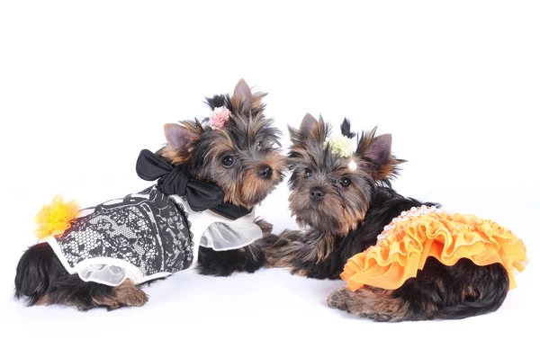 Due cuccioli terrier dello Yorkshire vestiti con abiti eleganti — Foto Stock