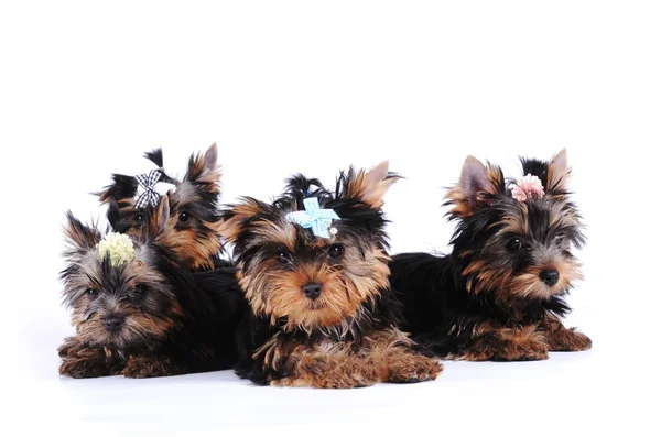 Ritratto di quattro cuccioli — Foto Stock
