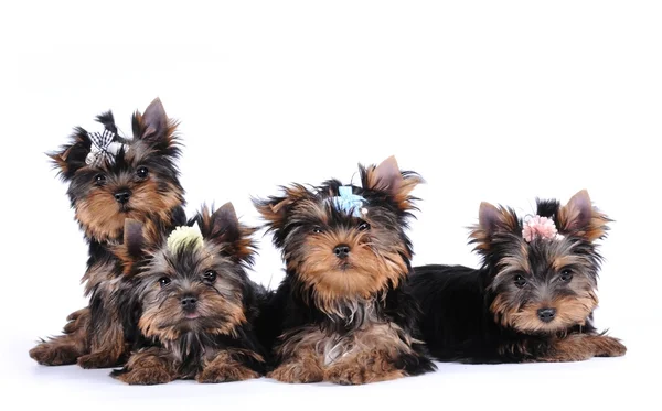 Four yorkshire puppies — Stock Photo, Image