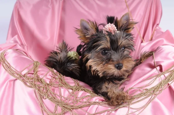 Yorkshire terrier pappy in pink silk and beads — Stock Photo, Image