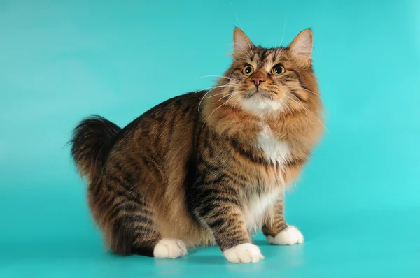 Сидит бобтейл-кот — стоковое фото