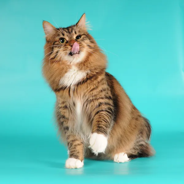 Bobtail kedi kendi kendine portre yalıyor — Stok fotoğraf