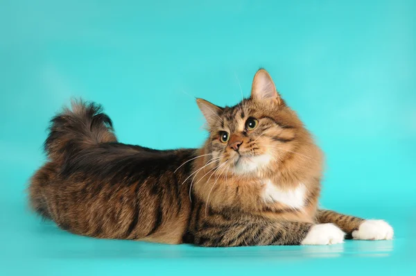 ターコイズ ブルーの背景の上に横たわるボブテイル cat — ストック写真