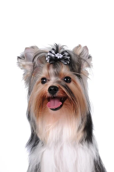 Ładny pies portret — Zdjęcie stockowe