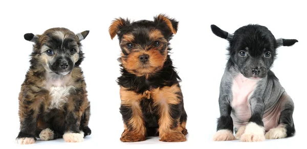 Gruppo di cuccioli razza cani da grembo — Foto Stock