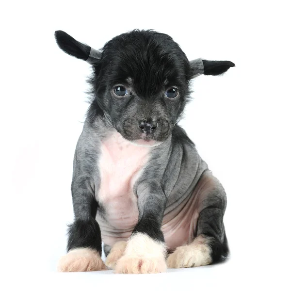 Chinese crested dog puppy sits isolated on white — Stock Photo, Image