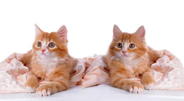 Broers en zussen rode kittens — Stockfoto