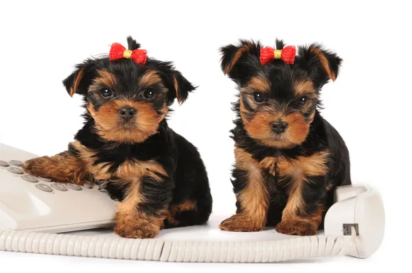 stock image Two puppies sitting by the phone