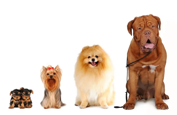 Gruppe von Hunden unterschiedlicher Größe isoliert lizenzfreie Stockbilder