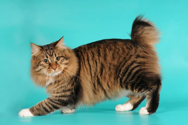 Bobtail-Katzenporträt Stockbild