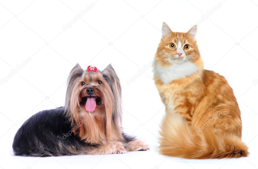 Cat and dog isolated on white