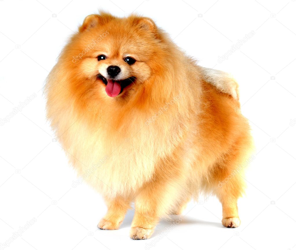 Spitz dog yellow color isolated on white